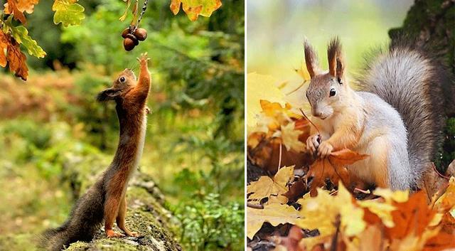 松鼠怎么画，松树怎么画简笔画图片（绘画教程，松鼠与橡果）