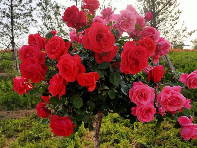 磁县旅游景点大全，磁县网红景点（磁县周边景点）