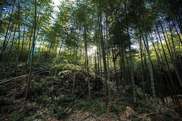 白云山是广州第一高峰吗，广州8个踏青地，说走就走！