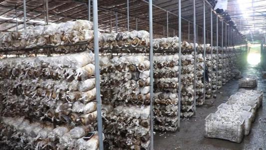 福州三宝分别是什么，福州三宝是哪些（福州最著名的特产是什么）