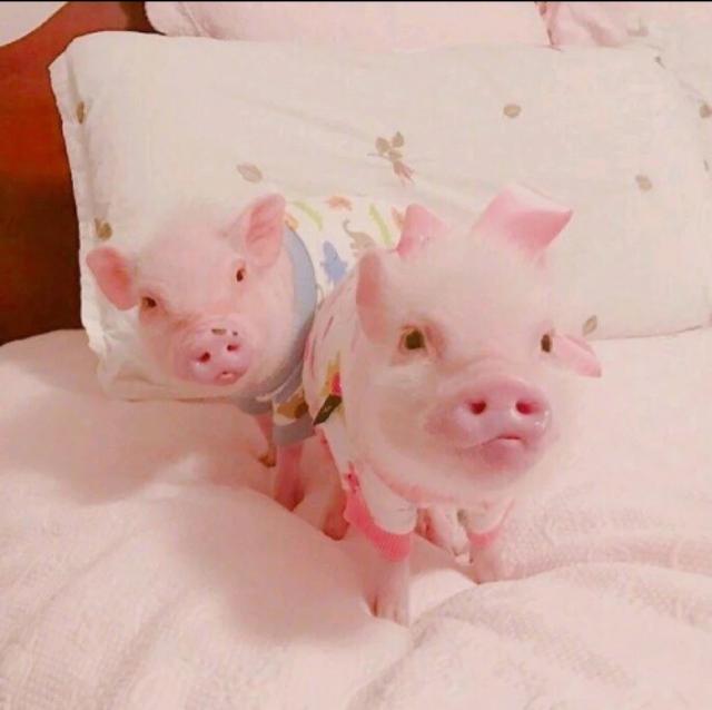 可爱猪猪头像微信，可爱猪猪头像（见过那么多猪）