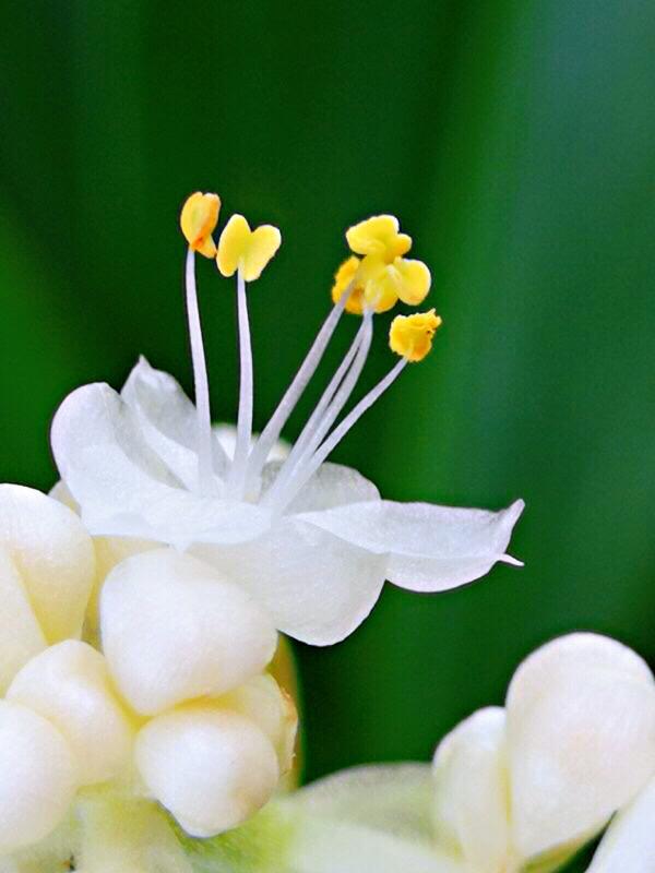 杜若花的花语，古诗杜若是什么花（杜若～花开如蝶）