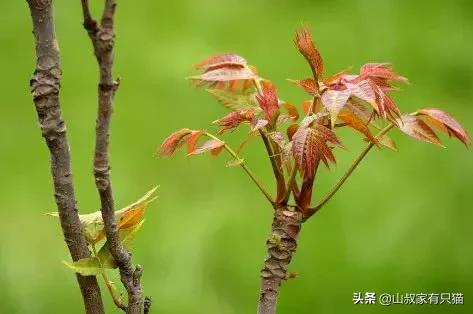 腌香椿的三种方法，腌香椿的方法有哪些（秘制“腌香椿”配方）