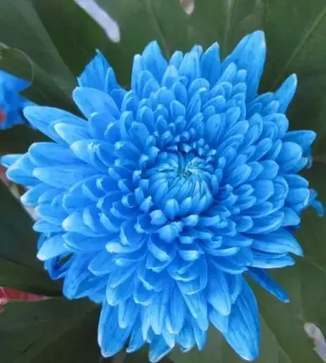 蓝色的菊花