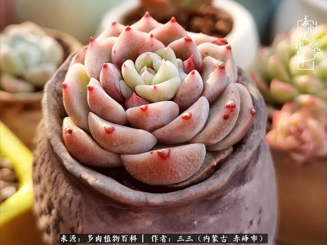 雪候鸟是什么意思，雪候鸟歌词表达什么意思（多肉于我从来不是锦上添花）