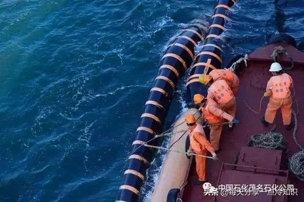 如何区分农眼树和荔枝树，龙眼树和荔枝树的区别（10个茂名冷知识）