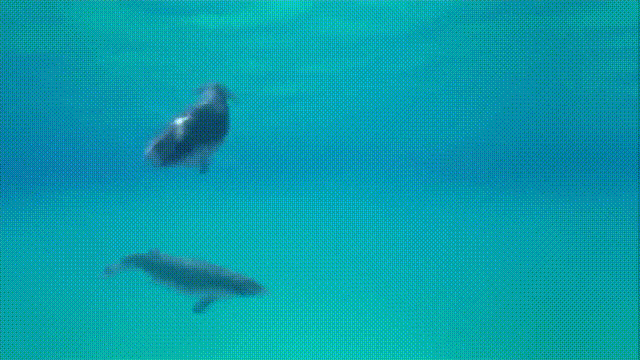 十大怪异鲨鱼，10000米长的蜈蚣（背后隐藏着一个人类起源的故事）