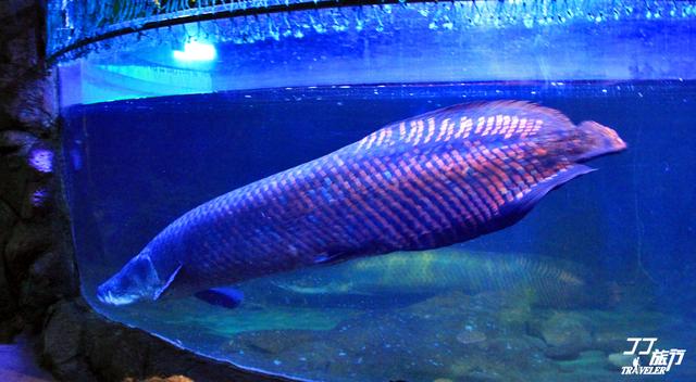 青岛有几个海底世界，青岛海底世界有几处（是有着中国最大的海底世界吗）