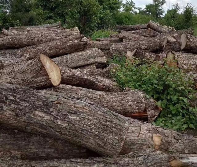如何存放巴花原木，巴花原木图片（云南小伙8000买89吨非洲丑木）