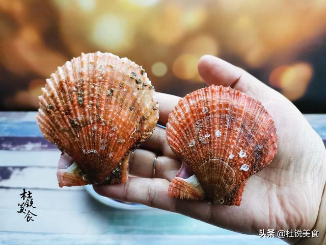 扇贝怎么保存最新鲜，鲜扇贝怎么保存（海边人分享怎么挑扇贝）