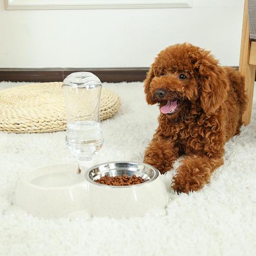 泰迪狗狗呕吐是怎么回事怎么办，泰迪呕吐怎么办（泰迪犬呕吐黄水是怎么回事）