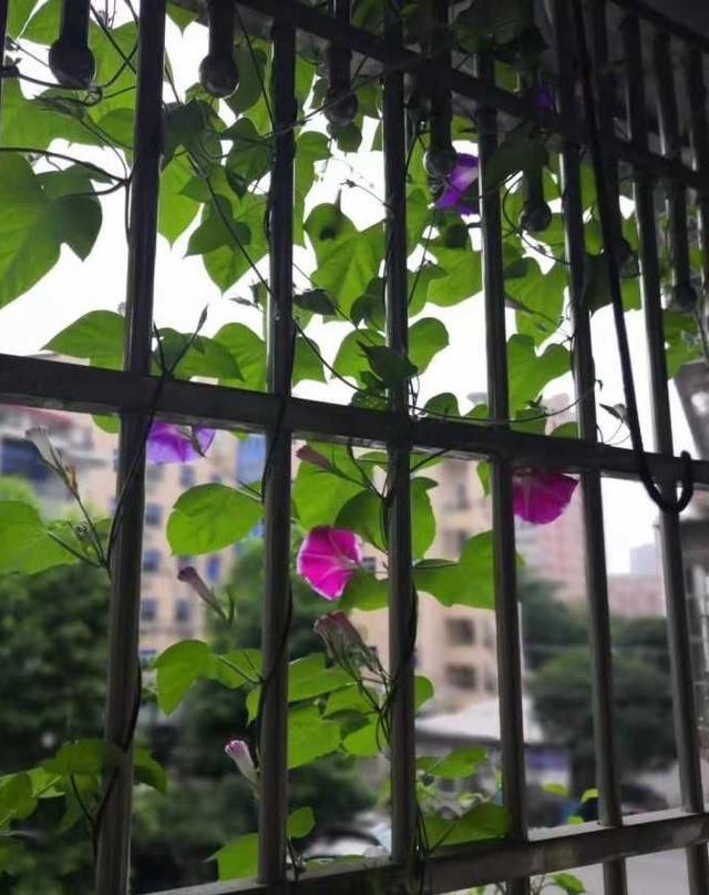 普通的一棵牵牛花，通过摘心修剪，花大色艳，夏秋不停开花