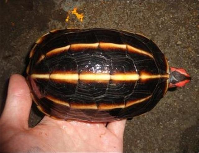 乌龟种类有哪些，乌龟种类有哪些品种（陆龟和水陆两栖龟区别）