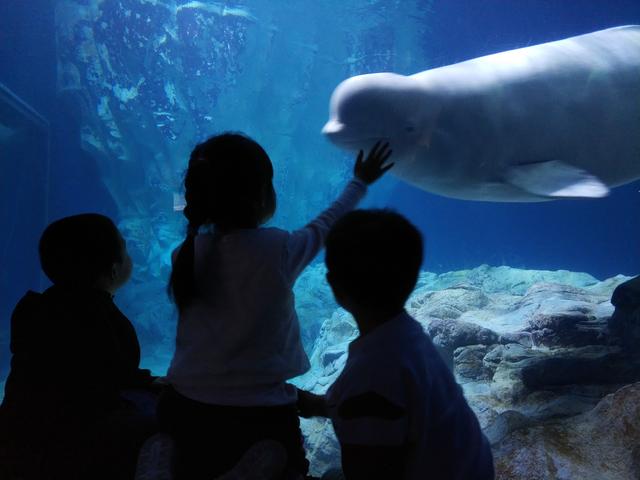 珠海长隆攻略，珠海旅游攻略（广州夫妻2天自驾珠海长隆）