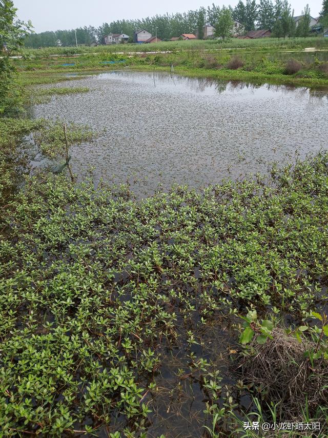 望月鳝和黄鳝的区别图片，黄鳝和望月鳝如何鉴别（只不过是缺氧了冒个头而已）