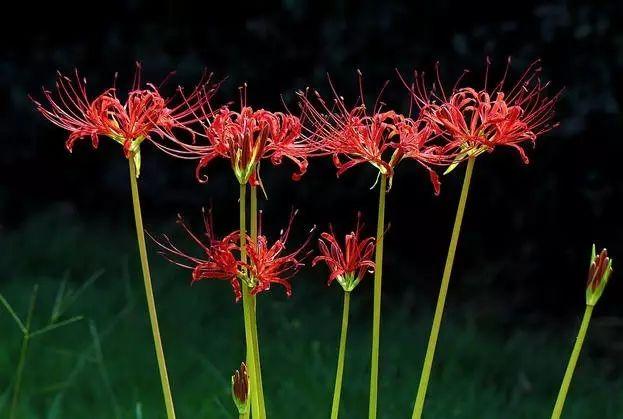 彼岸花，微信头像，彼岸花（48张彼岸花图，真是美极了）
