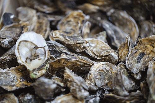 蒸生蚝要不要把壳撬开，蒸生蚝要开壳吗（蒸生蚝要开壳吗）