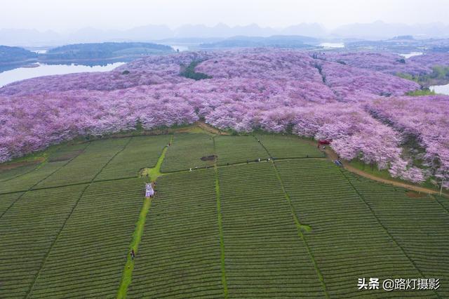 中国最美樱花都在哪些地方，中国最美樱花都在哪些地方种植（最后一个是全球最大的樱花基地）