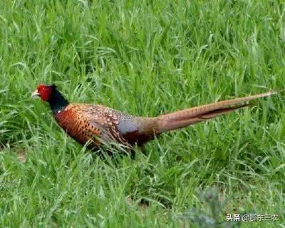 山珍野味是什么动物（春天的野鸡千万不要捡）