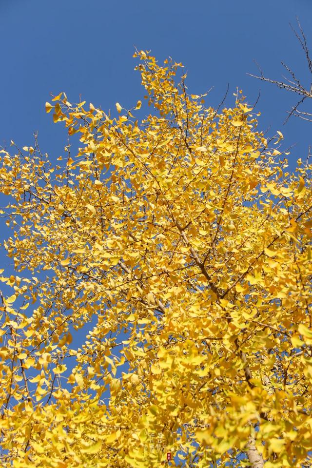 许昌旅游景点有哪些,许昌旅游景点有哪些地方(带你感受专属秋天的浪漫景色) 许昌旅游景点有哪些,许昌旅游景点有哪些地方(带你感受专属秋天的浪漫景色)