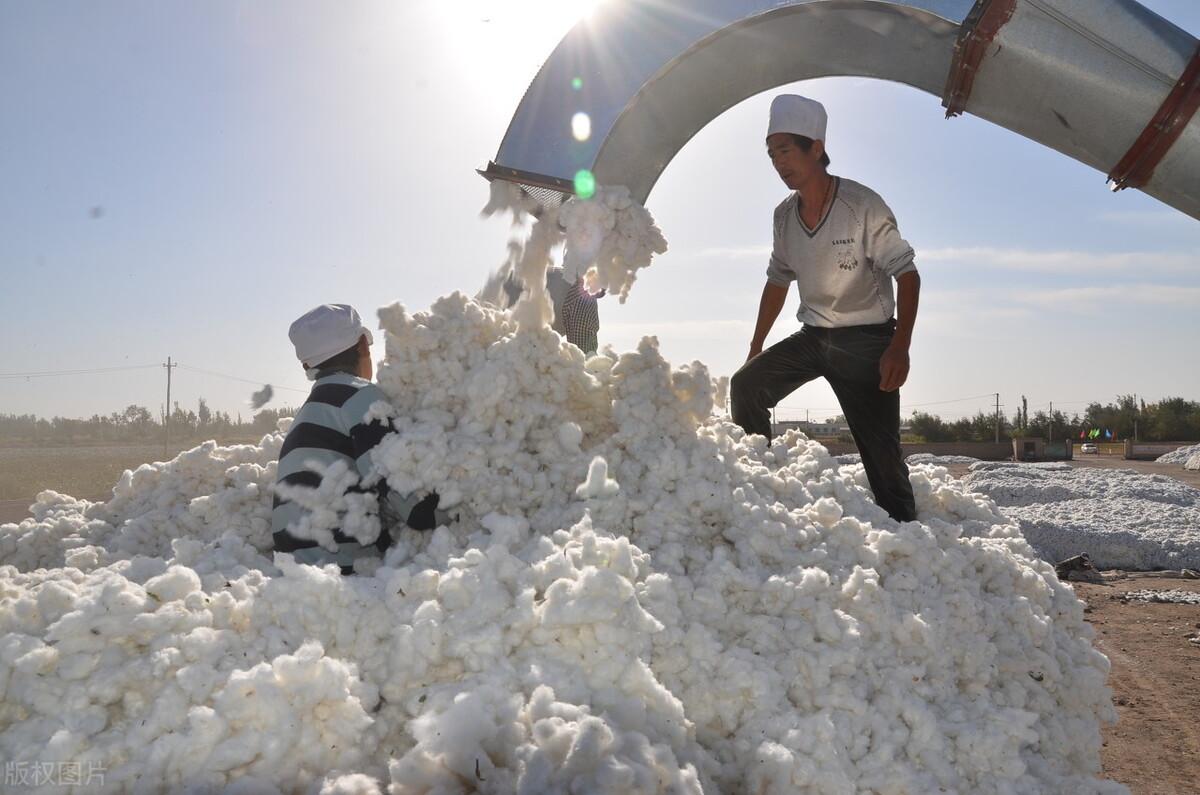 棉纤维的优缺点，天然纤维棉的优点和缺点（新疆棉花的优势到底在哪）