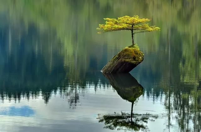 十八种最适宜室内盆景，什么盆栽好养适合卧室（18个·高颜值盆景，太惊艳了）