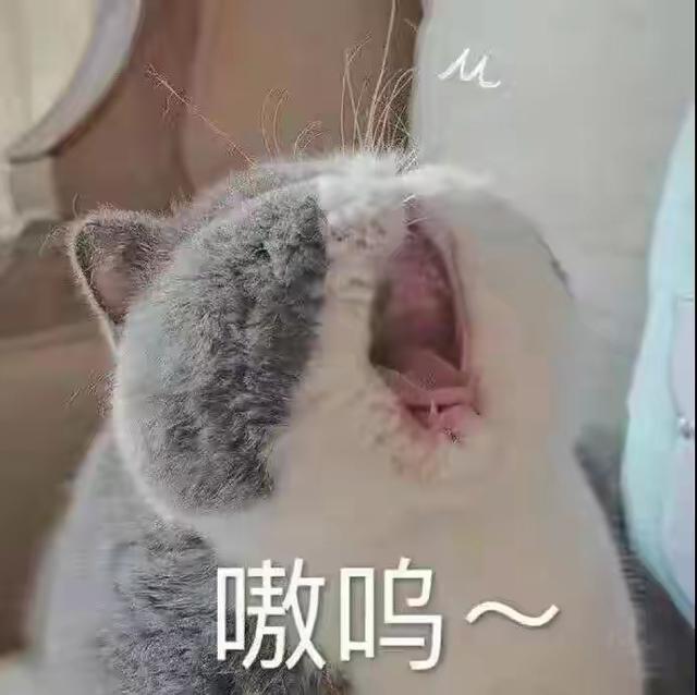 表情包很火的那只猫，最近很火的猫猫表情包（小猫咪可爱表情包）