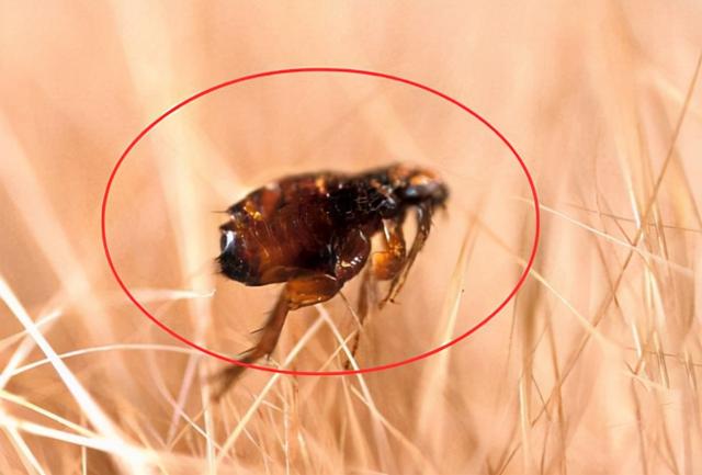 恐龙时代的跳蚤有多大，恐龙的时代有几个纪（1.5亿年前曾在恐龙身上吸血）