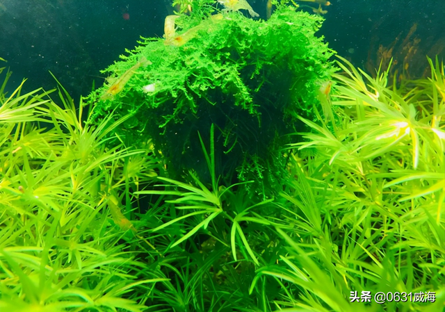 鱼缸如何调节水泵的出水量，养鱼养草中要注意的细节