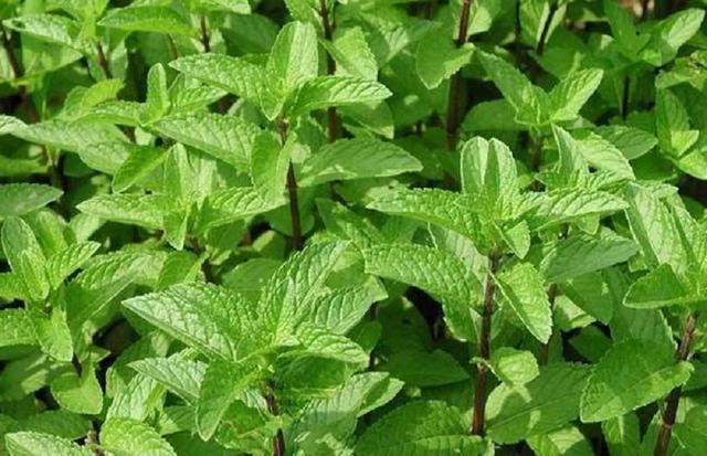 薄荷脑是什么东西，天然薄荷脑是什么东西（这种叶子很值钱）