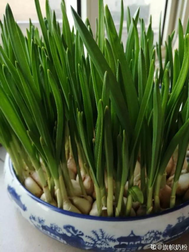 平菇种植最简单方法，平菇种植最简单的方法（喷喷水就能长）