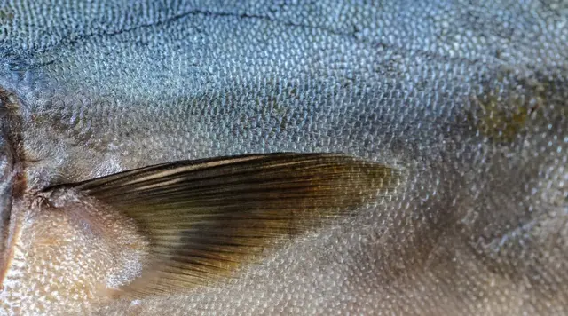 吃鱼籽会不会长胖，肥胖的人能吃鱼籽吗（鱼身上一个部位有毒）