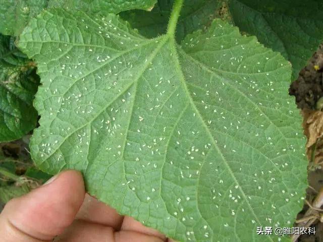 害虫的危害和防治方法，防治蚜虫、粉虱、飞虱最经典的药剂