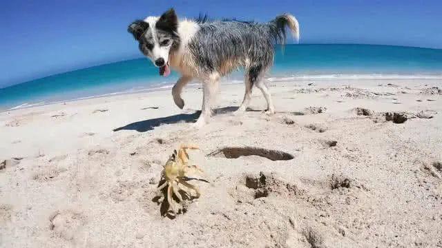 狗狗不能吃的东西，狗狗十大不能吃的食物（这些东西千万不要给狗狗吃）