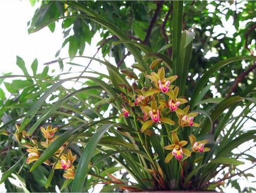 兰花的寓意和象征，兰花的寓意象征（赏王者之香）