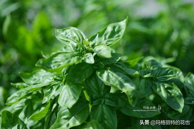 薰衣草如何过冬，薰衣草怎样过冬（西餐料理中常见的几种香草）