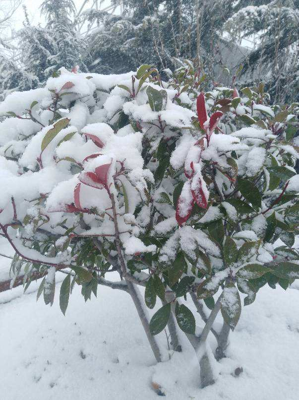 雪水浇花好不好 雪水干净么，雪水浇花好不好（雪水养花效果好）