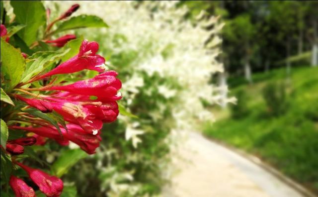 忆江南的作者是谁，忆江南的作者和朝代（白居易忆江南只有27个字）