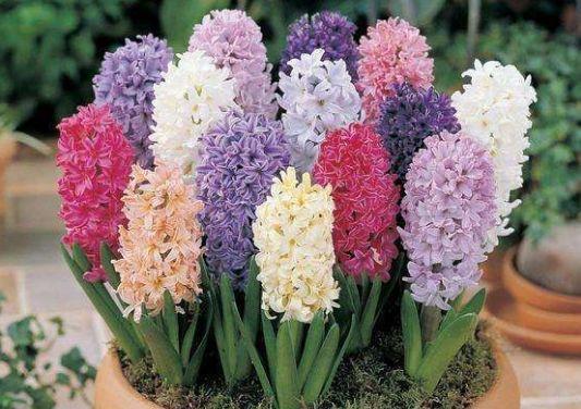 观音莲的花语，观音菩萨与莲花的寓意（守护你的小幸福）