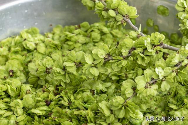 野菜种类有什么，野菜的种类和图片大全（你想要的野菜这里都有）