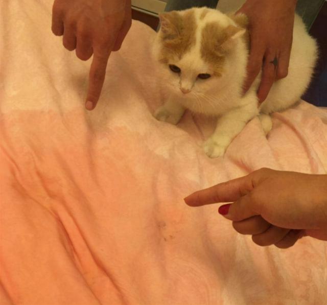 猫咪上火怎么办，猫咪上火怎么办最有效（猫咪上火的“5大症状”）