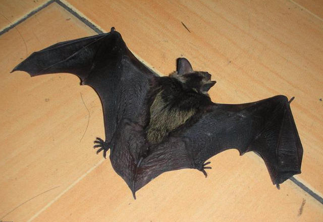 为什么蝙蝠叫盐老鼠，蝙蝠和盐老鼠是不是一个品类（老人说是“盐老鼠”）