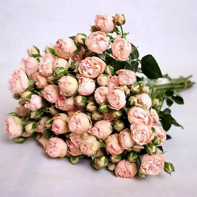 各种玫瑰花的含义，各色的玫瑰花有什么含意（一篇文章认全花店必备80种玫瑰花）