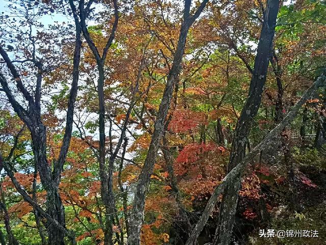 枫叶的特点，最佳观赏期还要等一等……（枫叶长什么样子）