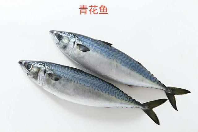 青花鱼有什么营养，宝宝补充DHA首选这5种鱼