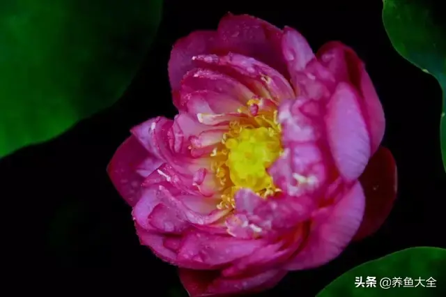 莲花的别称有哪些，莲花的别称有哪些拼音（ 太齐全太珍贵了）