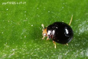 鞘翅目瓢甲科的甲虫——瓢虫