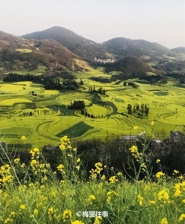 油菜花开的季节，适合家庭室内养的花与绿植（2019年全国油菜花开放时间表）