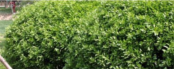 冬青的养殖方法和注意事项，冬青的养殖方法和注意事项玉树（直立冬青的养殖方法和注意事项）