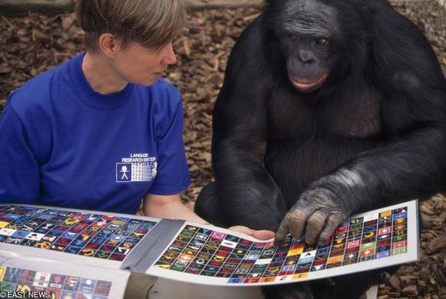 什么动物会画画，雪地里的小画家还有哪些动物会画画（7个能够创造画作的动物“艺术家”）